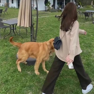 雪地黄金犬2